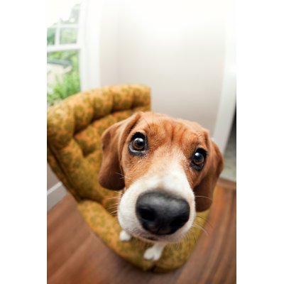 Beagle Dog Fisheye by Ryanjlane