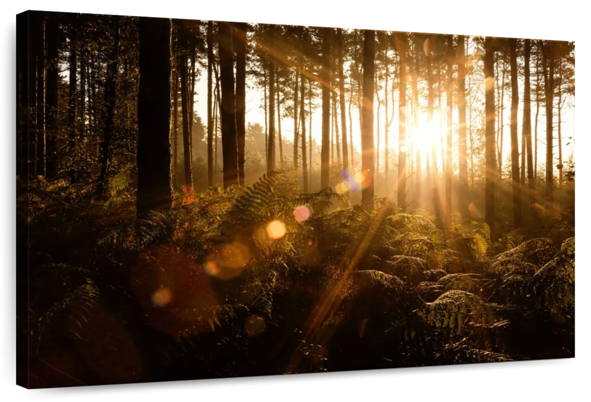 Millwood Pines Alvord Pine Forest Sunrise | Wayfair