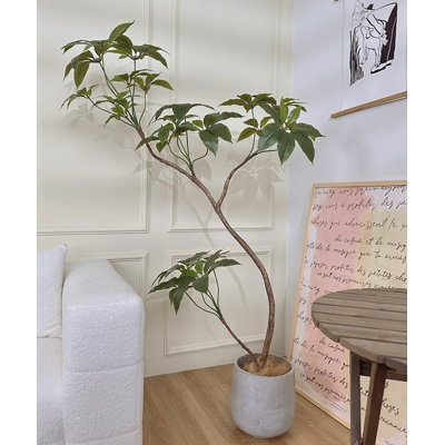 Plante d'intérieur en pot vert clair
