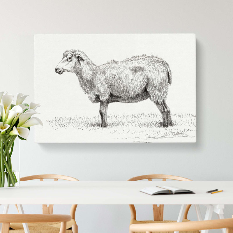 Standing Sheep by Jean Bernard - Wrapped Canvas Print, 35cm H x 50cm W x 3cm D