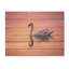 Cygne corail au crépuscule I - cygnes, art sur bois de pin naturel-927696932