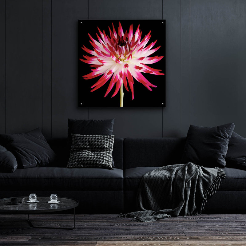 "Dahlia rose et blanc sur fond noir" par Tom Quartermaine, H 36 po x l 36 po x P 0,2 po