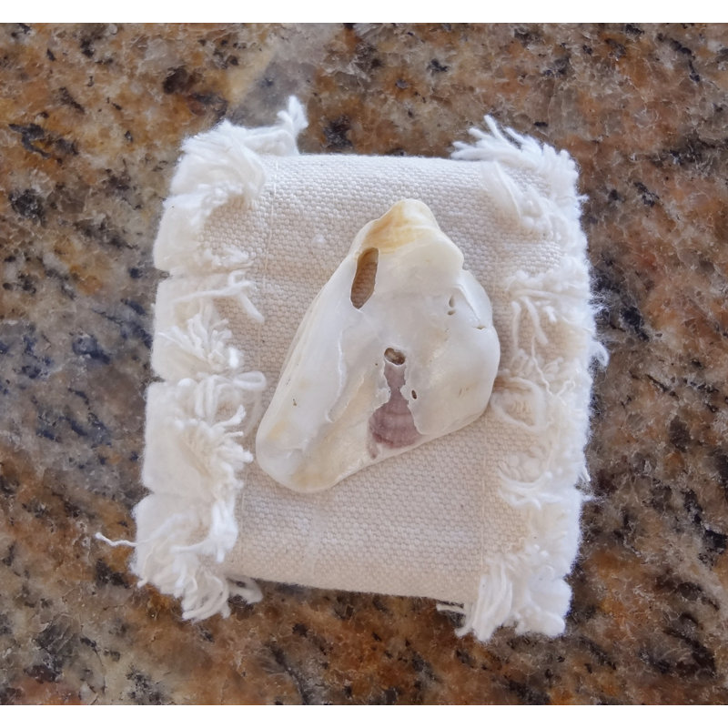 Rond de serviette Natural Oyster Shell
