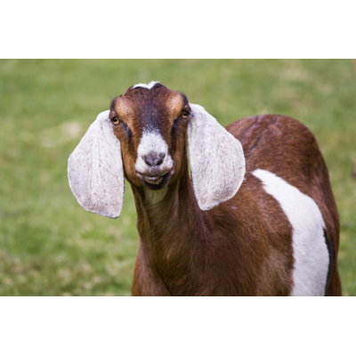 " Nubian Farm Goat " by Sonyalang