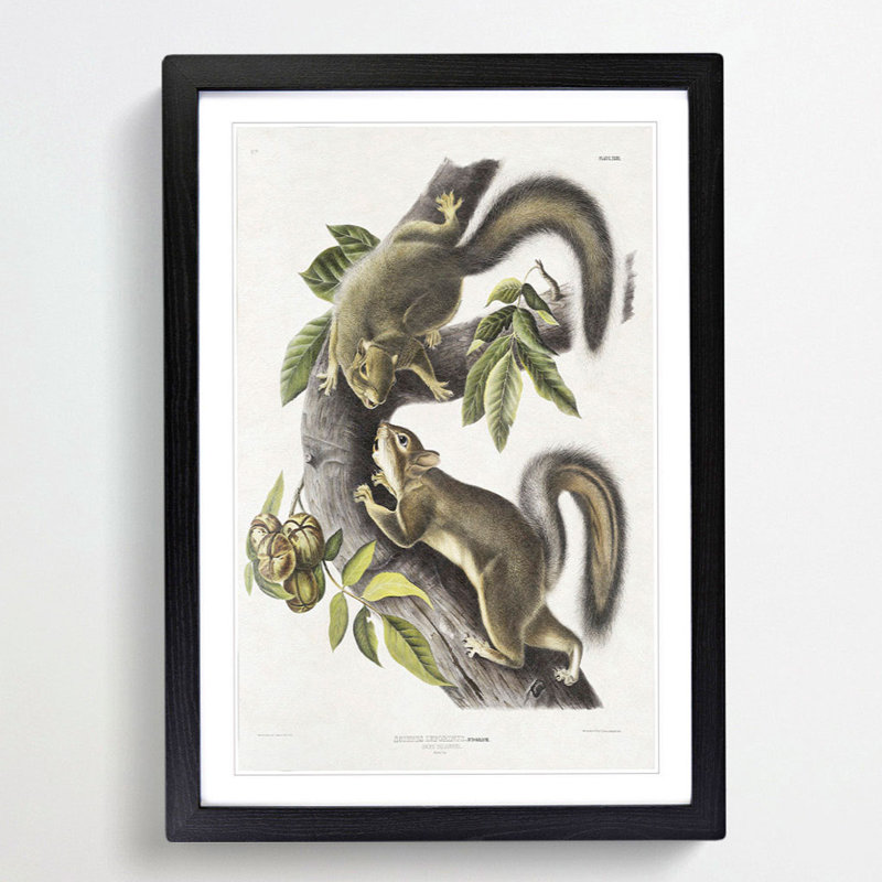 Hare Squirrels by J.W. Audubon - Picture Frame Painting Print, 65cm H x 48cm W x 2cm D, Black Framed