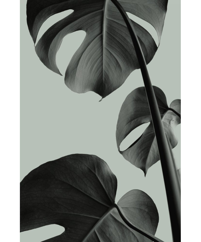 Monstera 03, 50.8cm H x 76.2cm W