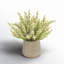 Ferdinand Heather en pot-28784521