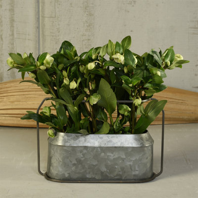 Pot à fleurs en fer