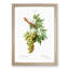 Green Grapes by Pierre-Joseph Redoute - Picture Frame Painting Print-55609081-55609082