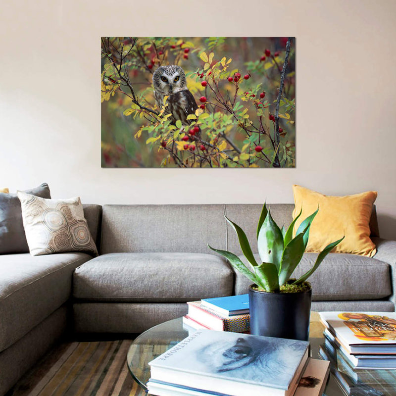 «Northern Saw-Whet Owl percher in a Wild Rose Bush, British Columbia, Canada II», reproduction de photo sur toile