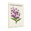 Plantes et fleurs, orchidée Vanda, fleurs mauves, feuilles, imprimé botanique-10453936