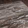 Floreat Abstract Indoor Rug