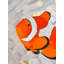 «Clownfish», reproduction matte encadrée - décor aquatique de salle de bain-30782043