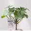 Simulation de décorations de salon de plantes vertes-412732255