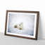 Resting Arctic Fox - Framed Print-56758842-56758847