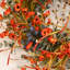 Couronne de 26 po Eucalyptus rustique artificiel baie orange brûlé coquelicot sauvage-130914808