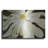 " White Flower " by Dennis Frates-1587135602