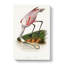 Roseate Spoonbill Bird - Wrapped Canvas-55339103