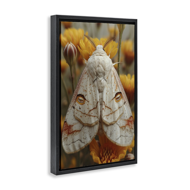 «Delicate Luna Moth», toile flottante encadrée noire par Roozbeh Bahramali, H 25 po x l 17 po, Cadre flottant noir de jais
