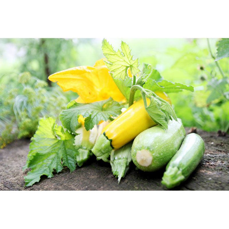 Still Life, Zucchini - Wrapped Canvas Print, 30cm H x 46cm W x 3.8cm D