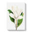 White Southern Magnolia Flower by Pierre-Joseph Redoute - Wrapped Canvas-55305414