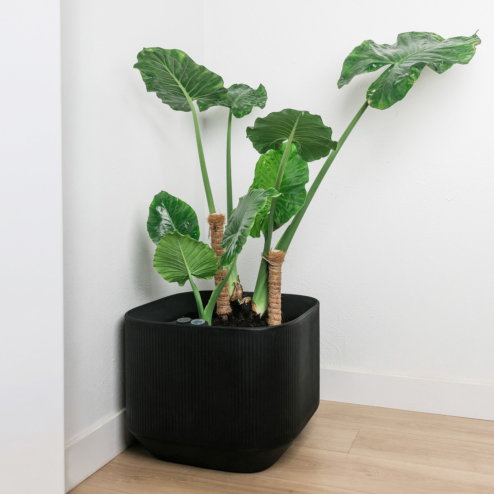 Mod Self Watering Plant Box, Caviar Black, 20" x 20" x 16"H - Low Square Plant Box