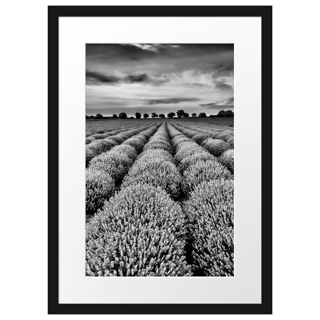 Gerahmtes Poster Beautiful Lavender in Provence