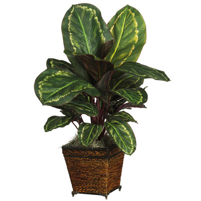 Plante de bureau en soie Maranta
