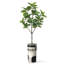Arbre artificiel dans un pot à fleurs texturé blanc minimaliste moderne-104351665