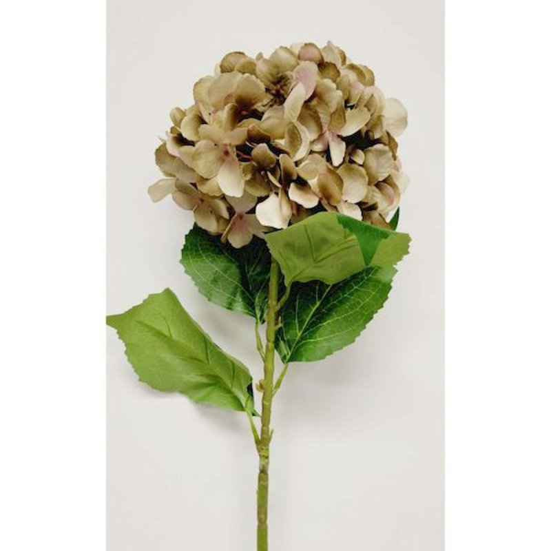 Tige d'hortensia, Taupe