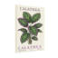 Plantes et fleurs, motif de plantes tropicales Calathea-1826542297