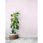 Flora 33' L x 20.5" W  Wallpaper Roll-80058294