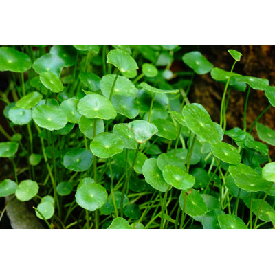 Gros plan sur la feuille Centella Asiatica de Supersmario