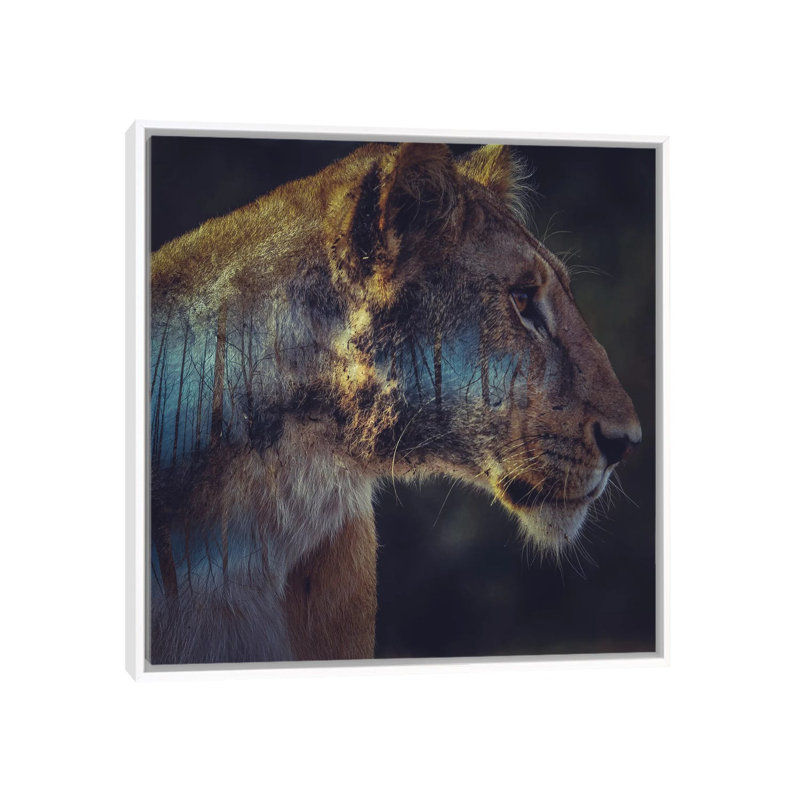 Lion by Paul Haag - Print on Canvas, 45.72 cm H x 45.72 cm W, White Framed