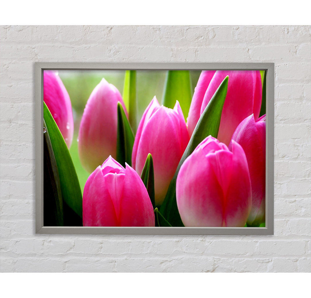 Pink Tulip Garden Surprise - Einzelner Bilderrahmen Kunstdrucke auf Leinwand