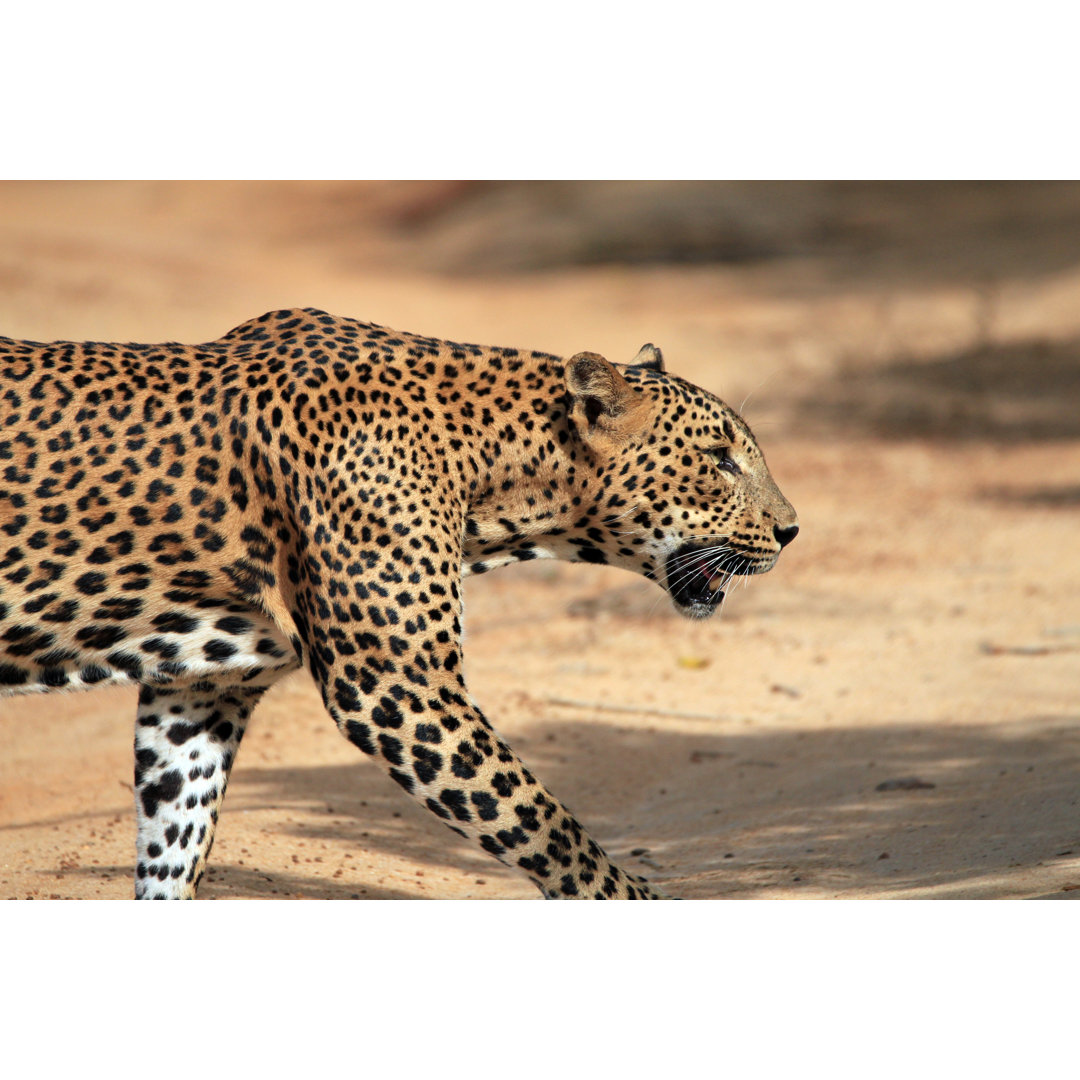 Leinwandbild Walking Leopard in Profile