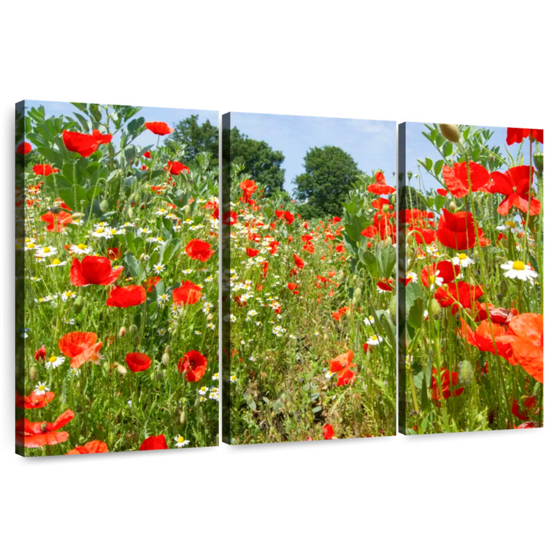 Coquelicots et marguerites Alvord, H 28 po x l 45 po