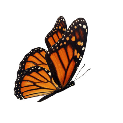 Papillon monarque sur toile