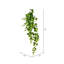 Pothos