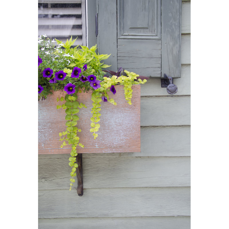 Pastel Windows V by Laura DeNardo - Print on Canvas, Wrapped Canvas, 30 cm H x 20 cm W