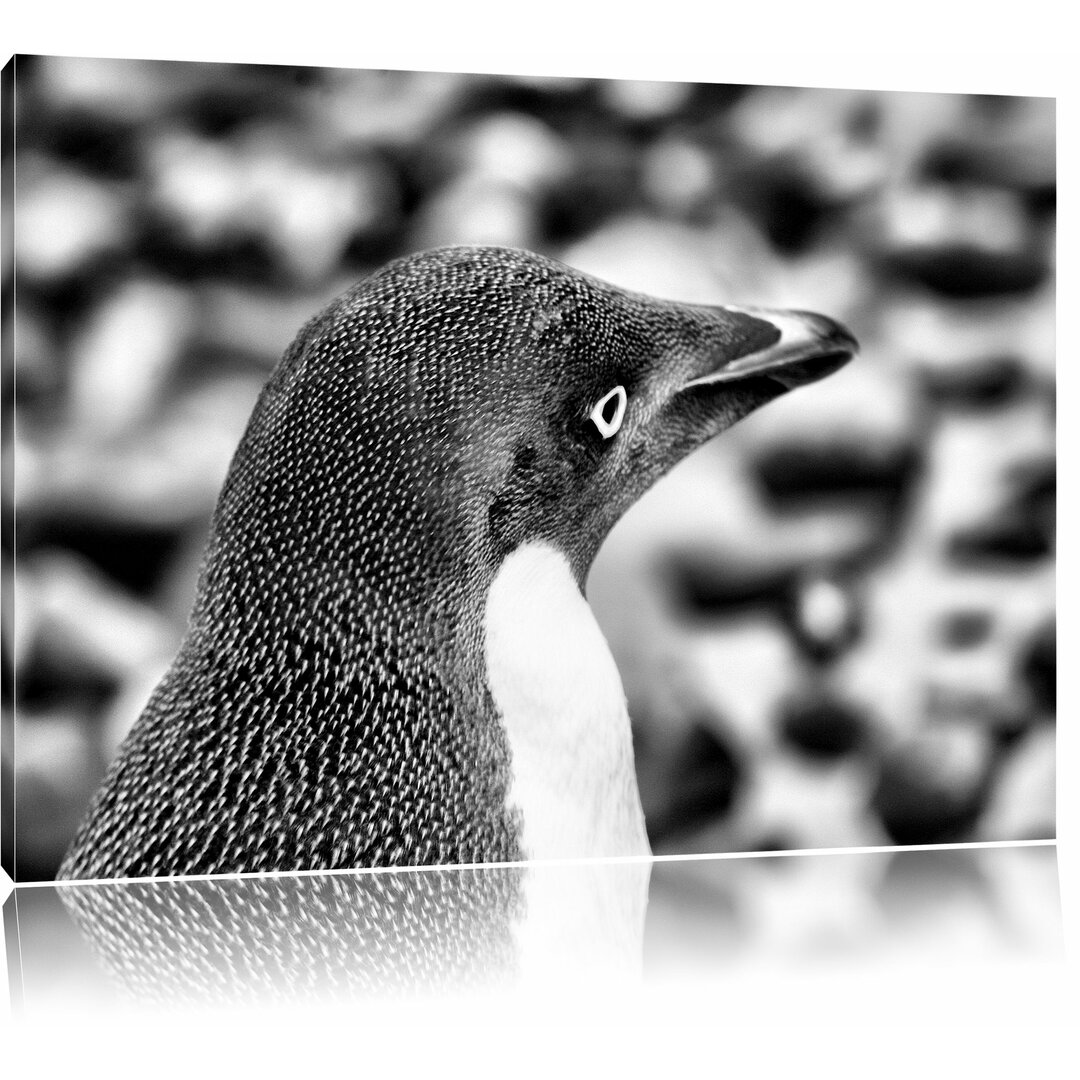 Leinwandbild Niedlicher Adeliepinguine in Monochrom