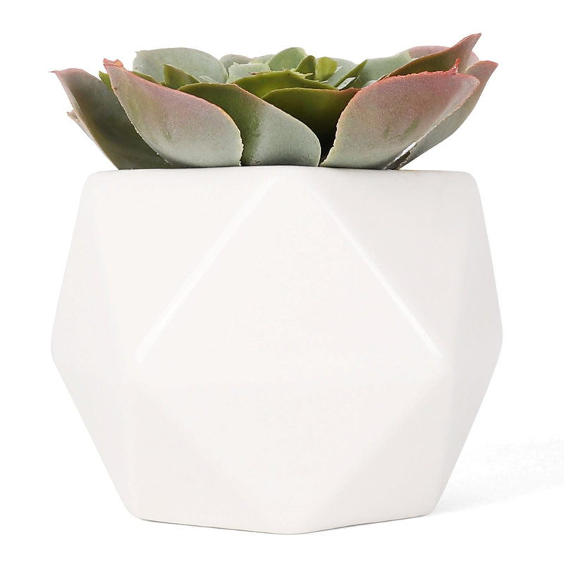 2,75 "succulent Echeveria (Cassyz Winter) en pot