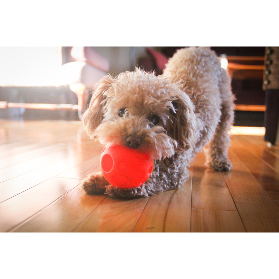 Leinwandbild Poodle Playing