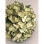 BOUQUET D'HORTENDAÏS X3 PIÈCES-2089488818-2089488819