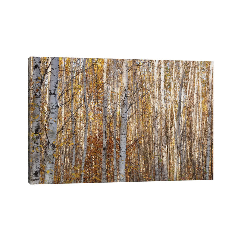Birches by Brian Wolf - Wrapped Canvas Gallery-Wrapped Canvas Giclée, 20.32cm H x 30.48cm W