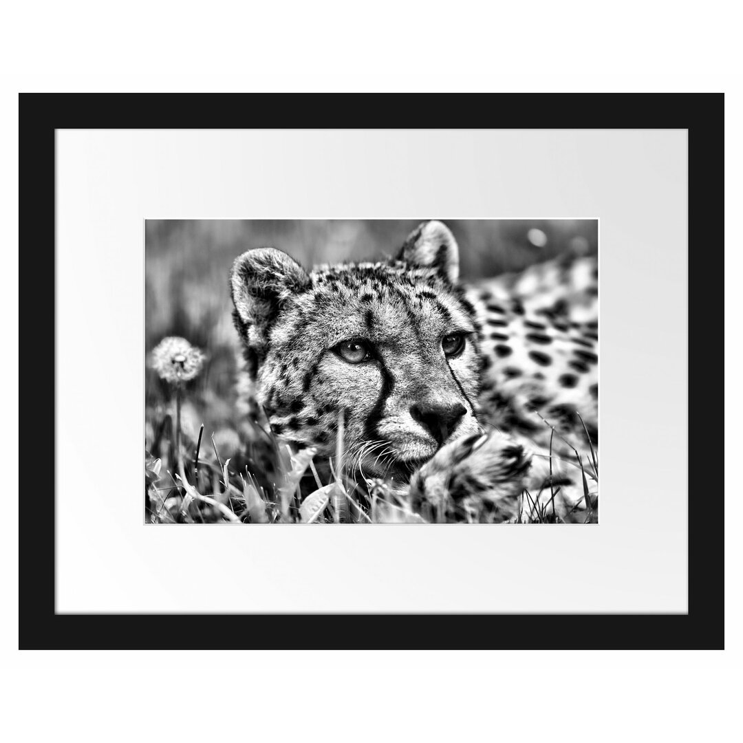 Gerahmtes Poster Gepard im Gras