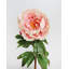 Real Touch Peach Mauve Peony 20.5"-1895609229