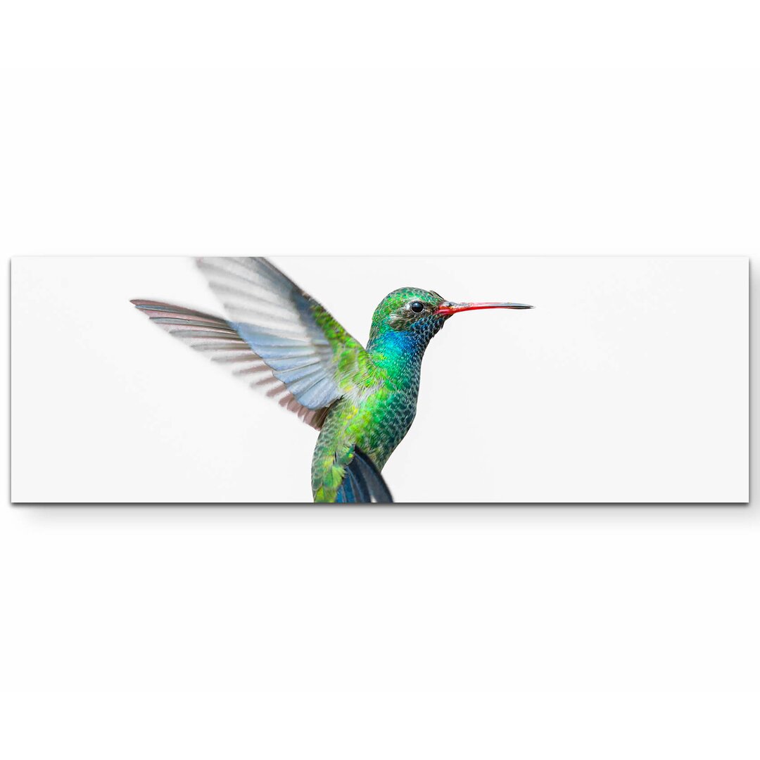 Leinwandbild Kolibri auf weißem Hintergrund