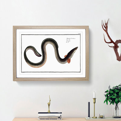Eel by M.E. Bloch - Framed Print
