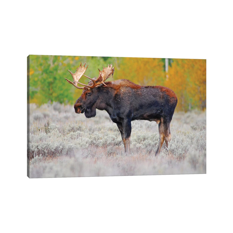 Bull Moose by Brian Wolf - Wrapped Canvas Print, 45.72cm H x 66.04cm W x 1.91cm D